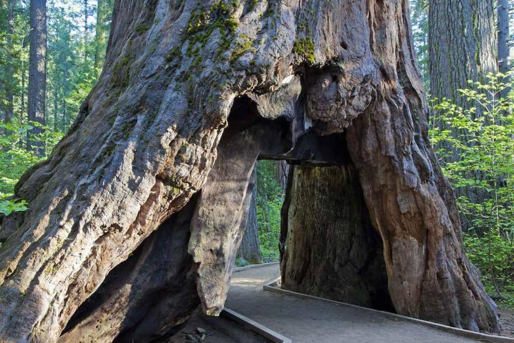 Cedar Oasis - Home Base To Big Trees Арнольд Екстер'єр фото