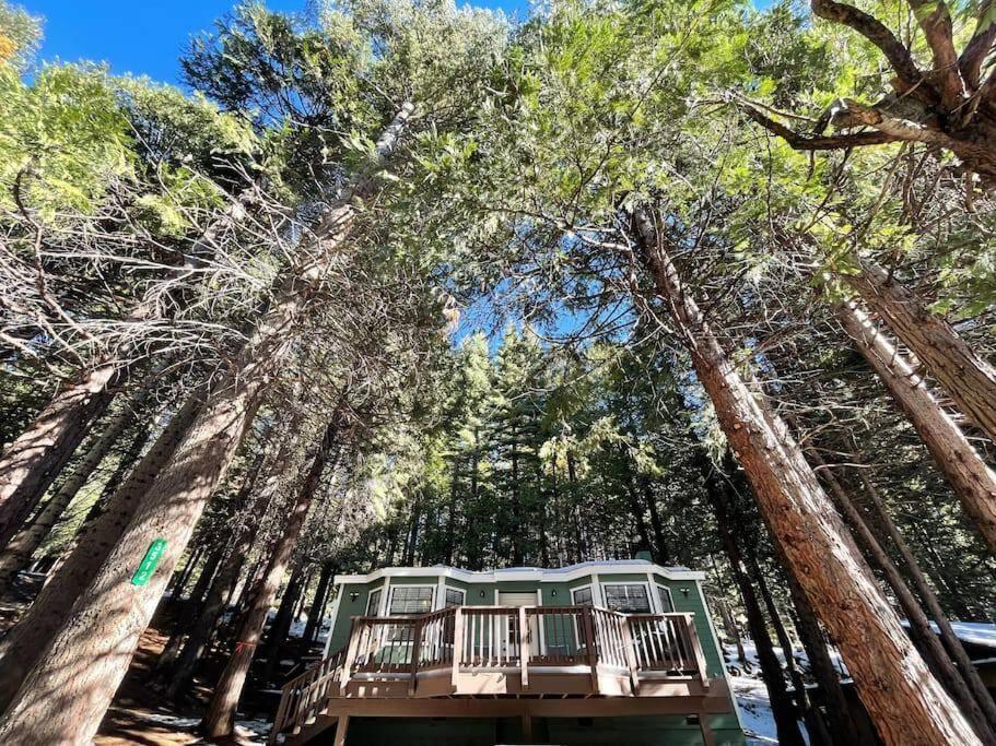 Cedar Oasis - Home Base To Big Trees Арнольд Екстер'єр фото